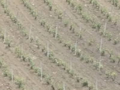comprendre la notion de terroir en oenologie