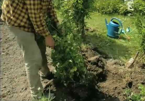 transporter un arbre en été dans son jardin