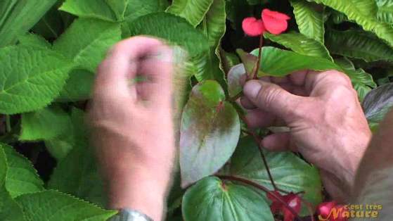 faire une bouture de bégonia