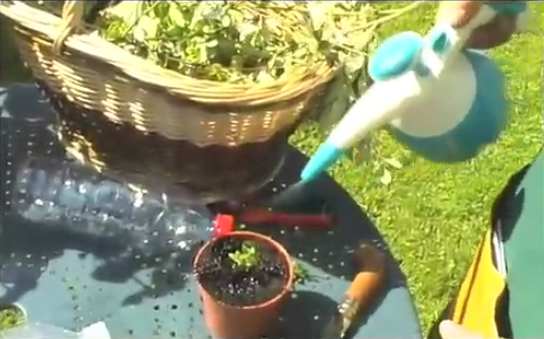 faire des boutures d'herbacés