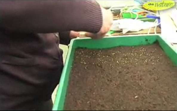 faire un semis en terrine - jardinage