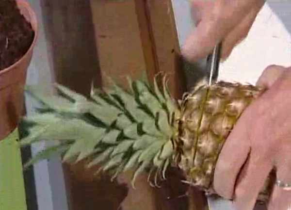 faire une bouture d'ananas