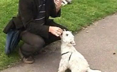 apprendre à son chien à prendre et à laisser