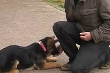 apprendre à son chien à se coucher