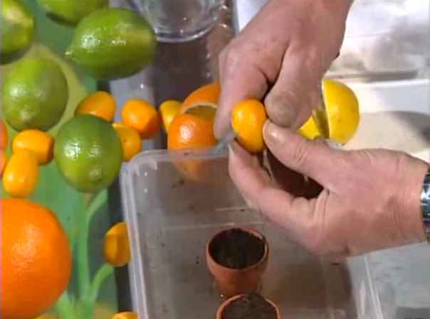 Comment faire germer des pépins d'agrumes ? Ce cours vidéo sur le jardinage propose de vous enseigner les bonnes pratiques pour faire germer des pépins d'agrumes.