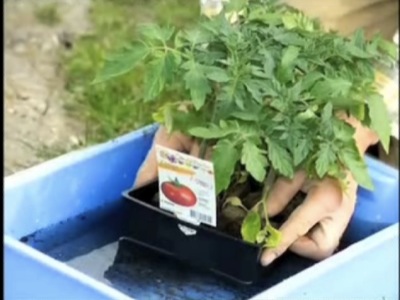 planter des pieds de tomate