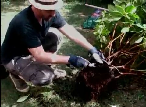replanter un rhododendron en pleine terre 